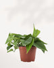 Pothos Jade | Buy Online