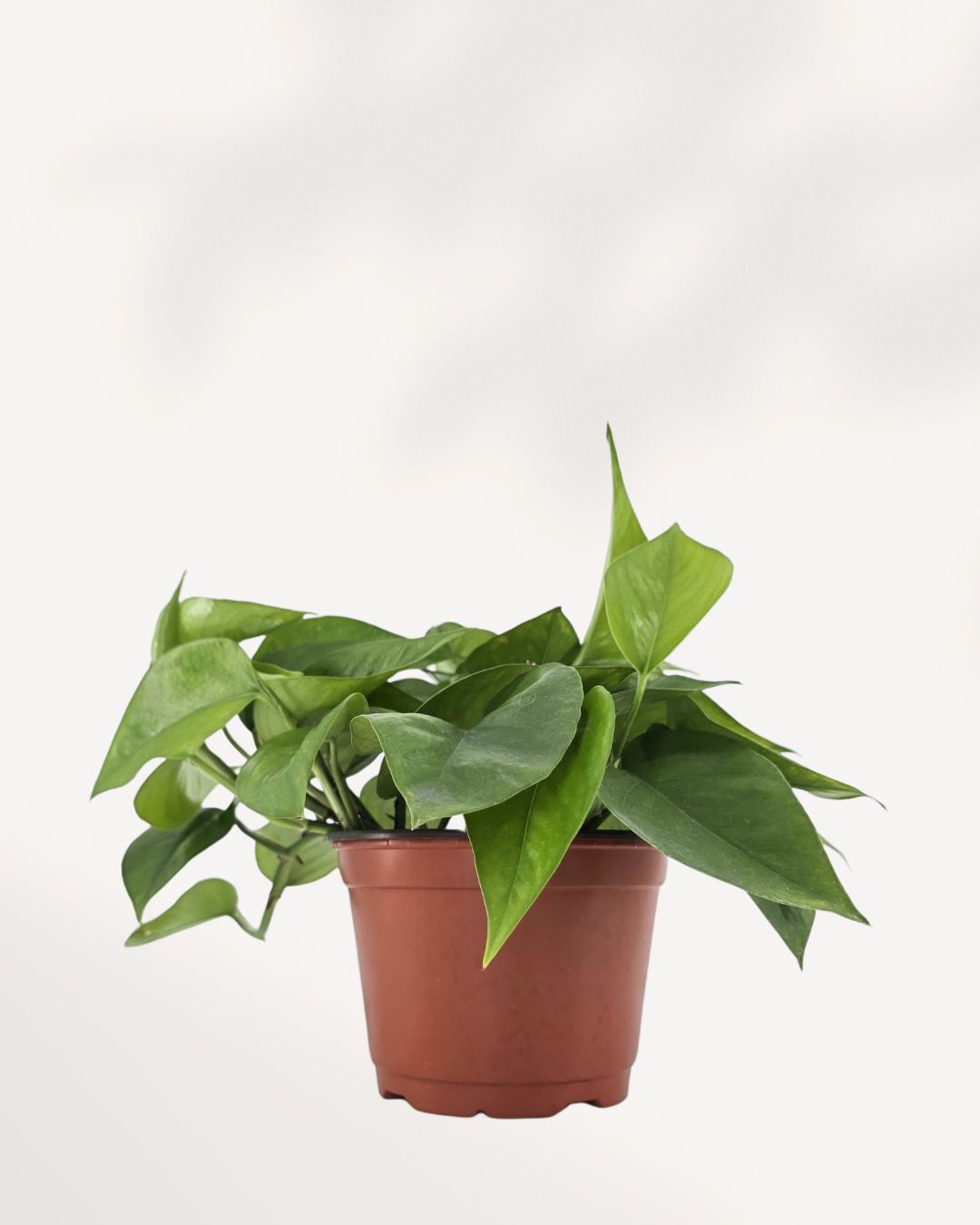Pothos Jade | Buy Online