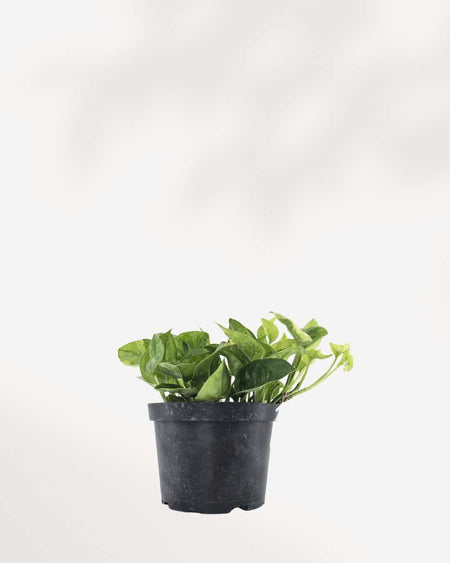 pothos lemon meringue Pothos Lemon Meringue | Buy Online | Bright, Easy-Care Plant | Mygreenscape