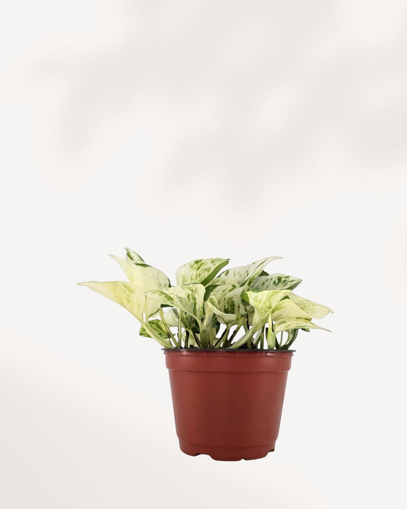 Manjula Pothos in 6-inch pot front view lush trailing indoor plant with creamy variegated leaves, available to buy online in Canada.