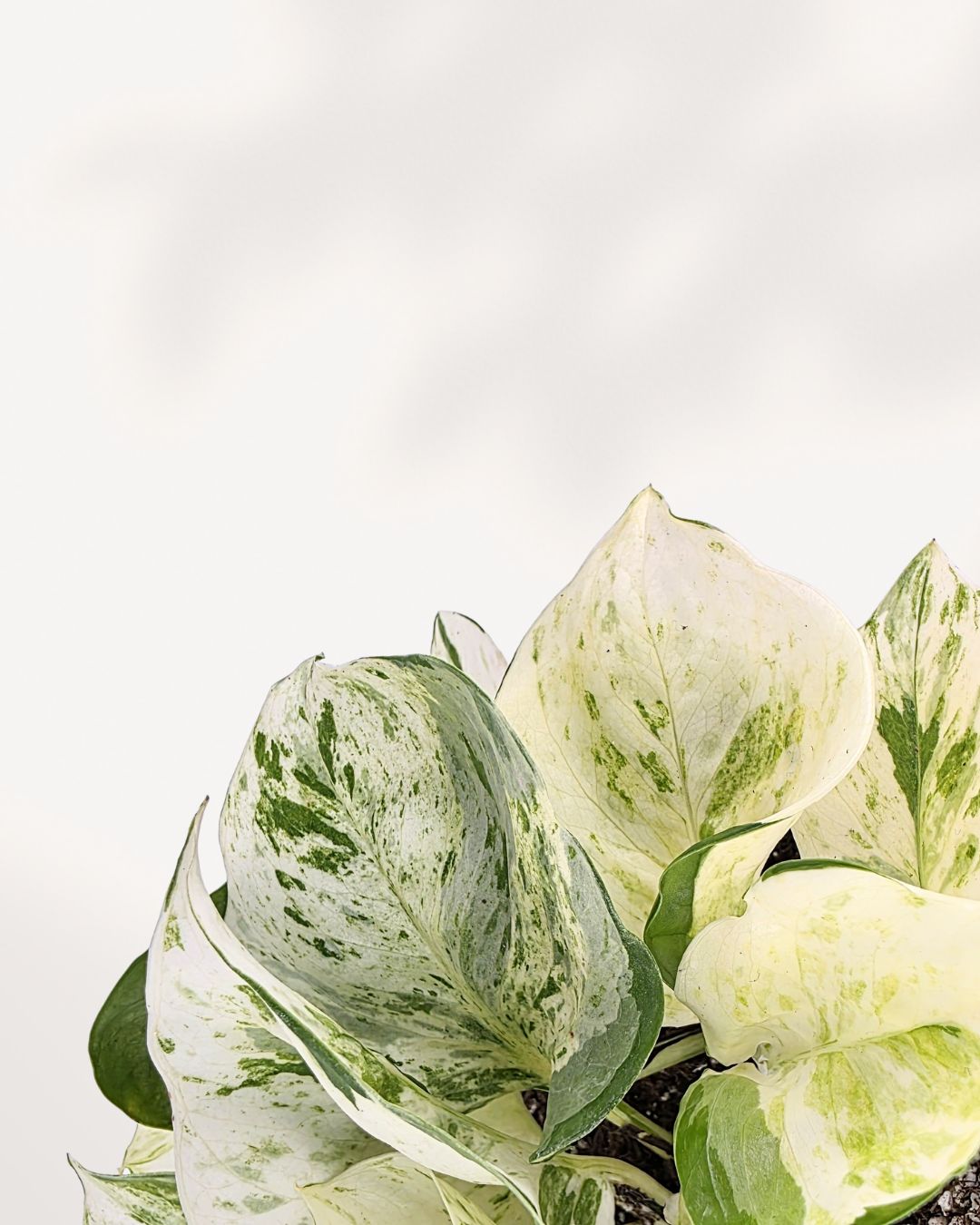 Close-up of Manjula Pothos leaves rich cream and green variegation with glossy texture, showcasing the plant’s vibrant foliage and healthy growth.