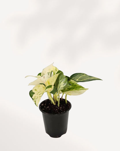 Manjula Pothos - Epipremnum Aureum Manjula 