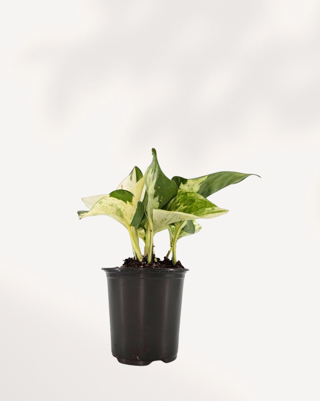 Manjula Pothos in 3.5