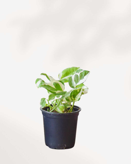 Pothos N’Joy | Buy Online