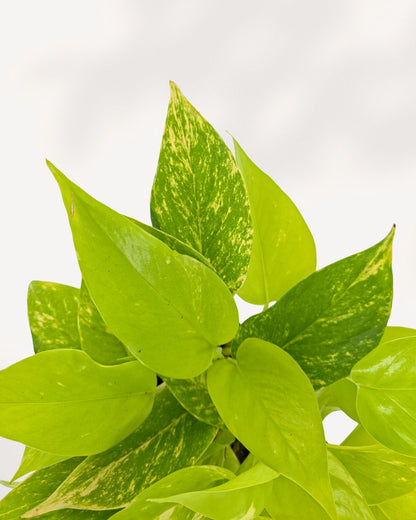 teruno world pothos Pothos Teruno Kaguya Lemon Plant | Buy Online | Mygreenscape