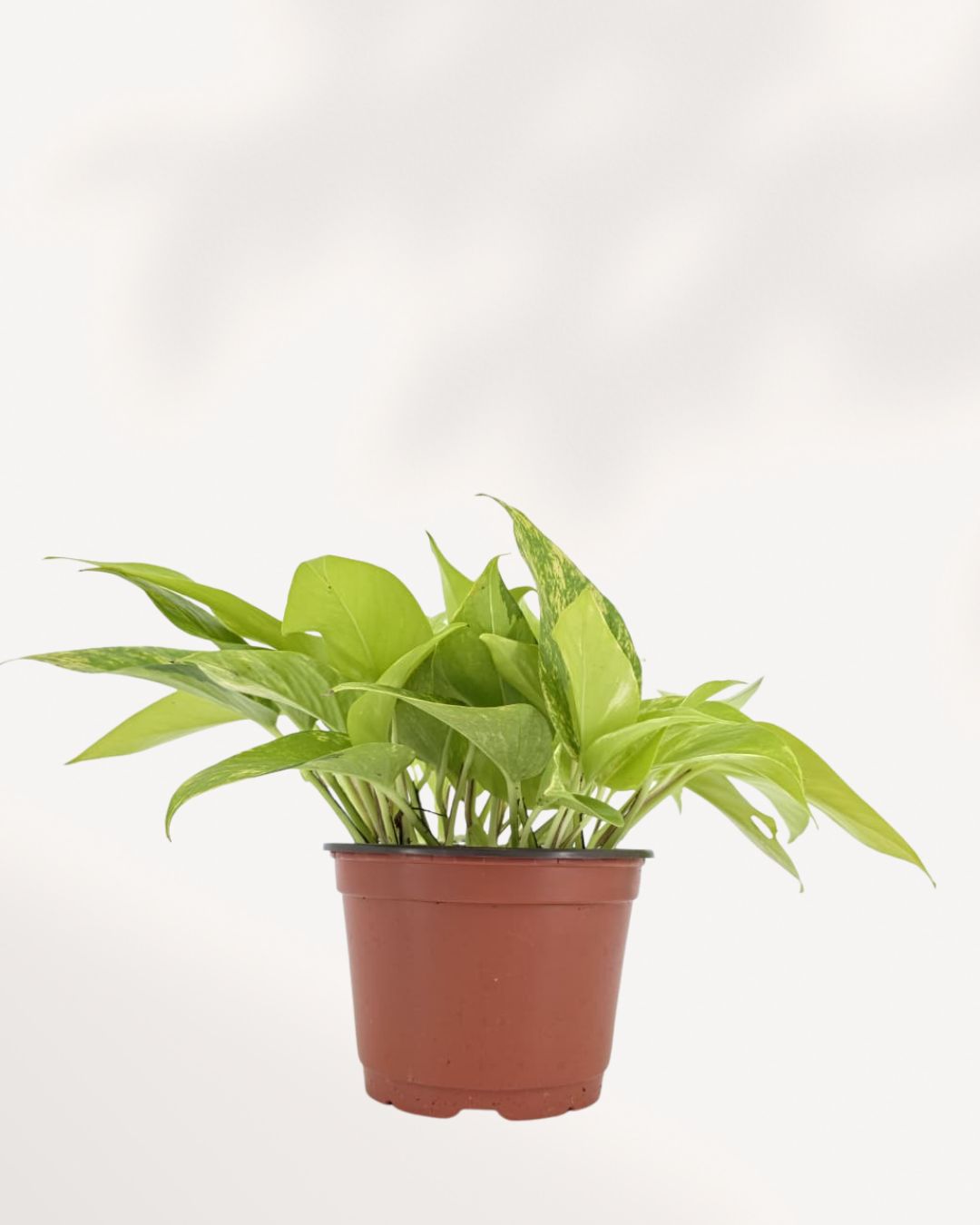 Pothos Teruno Kaguya Lemon