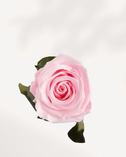 Preserved Rose