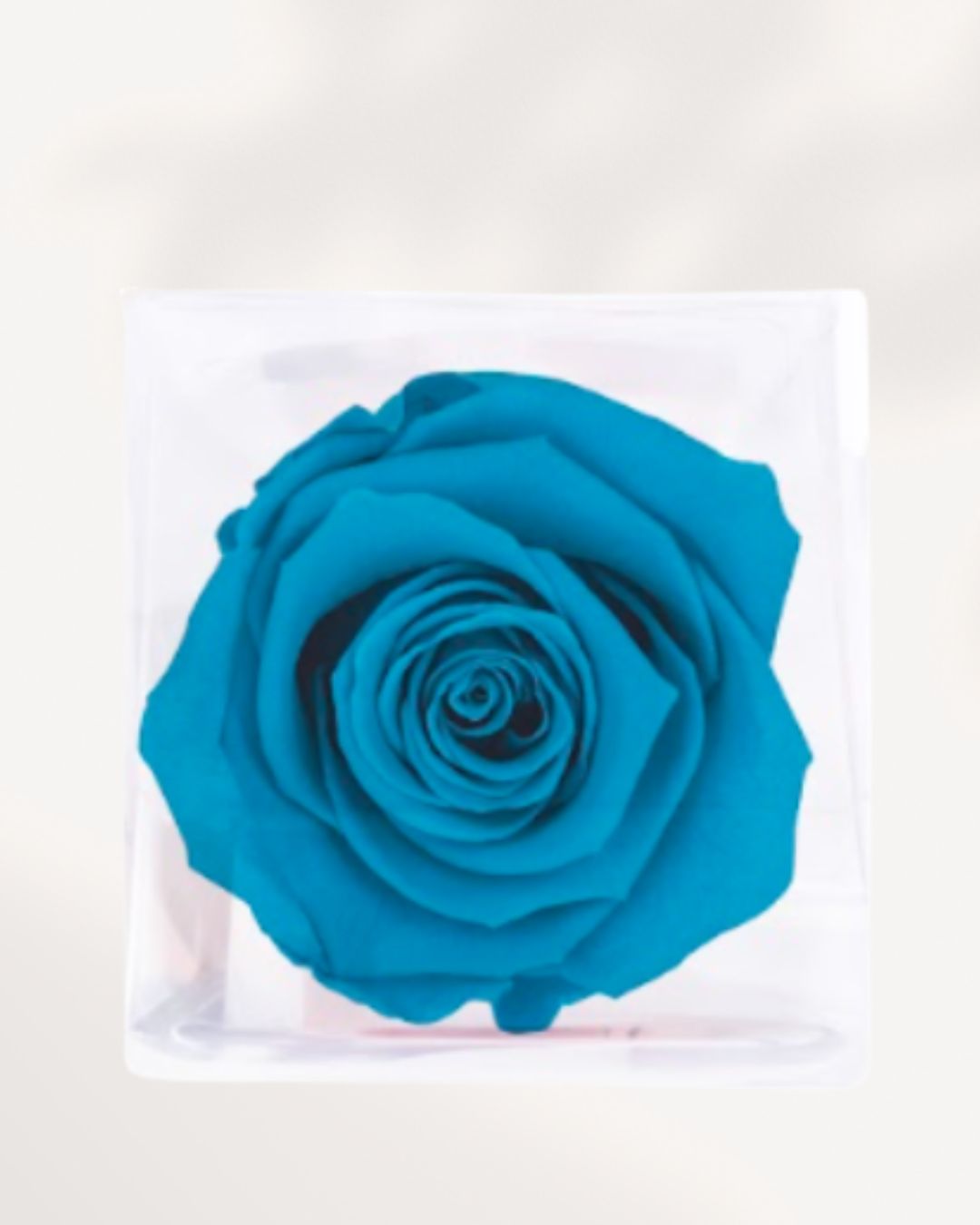 Preserved Rose