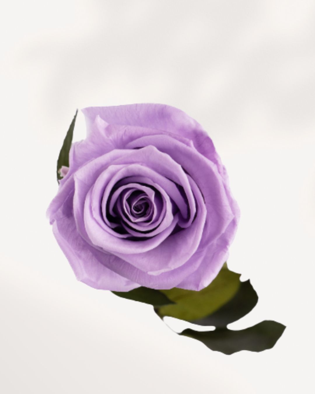 Preserved Rose