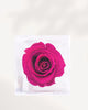 Preserved Rose