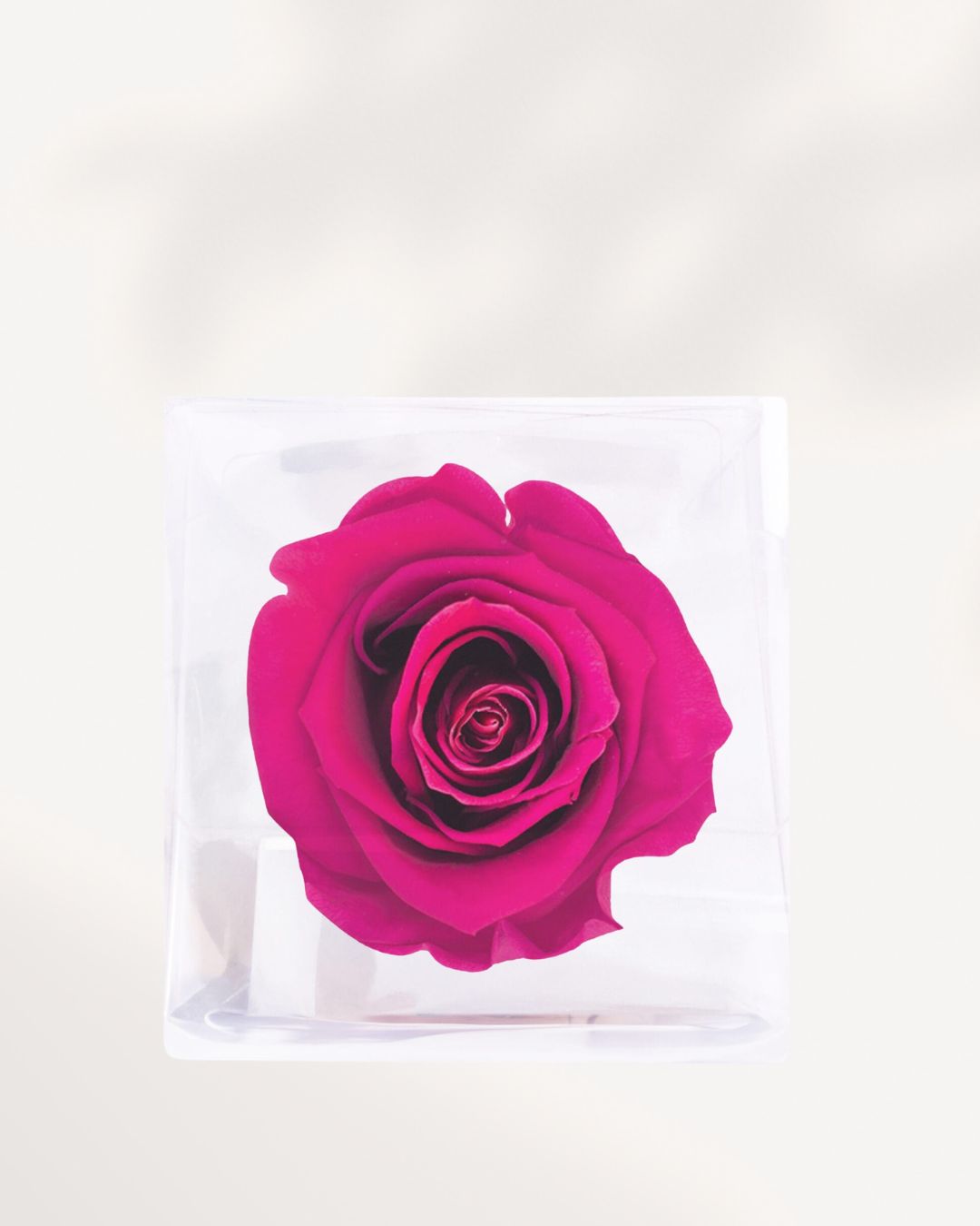 Preserved Rose