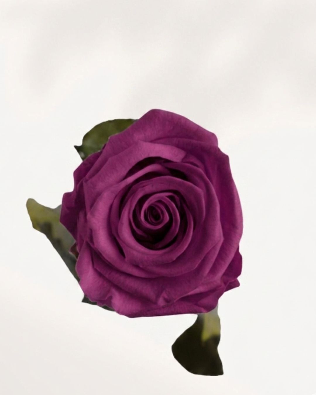 Close Up Plum Preserved Rose with Soft Velvet Petals, Real Everlasting Flower for Premium Floral Styling and Decor