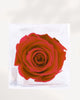Preserved Rose