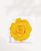 Preserved Rose
