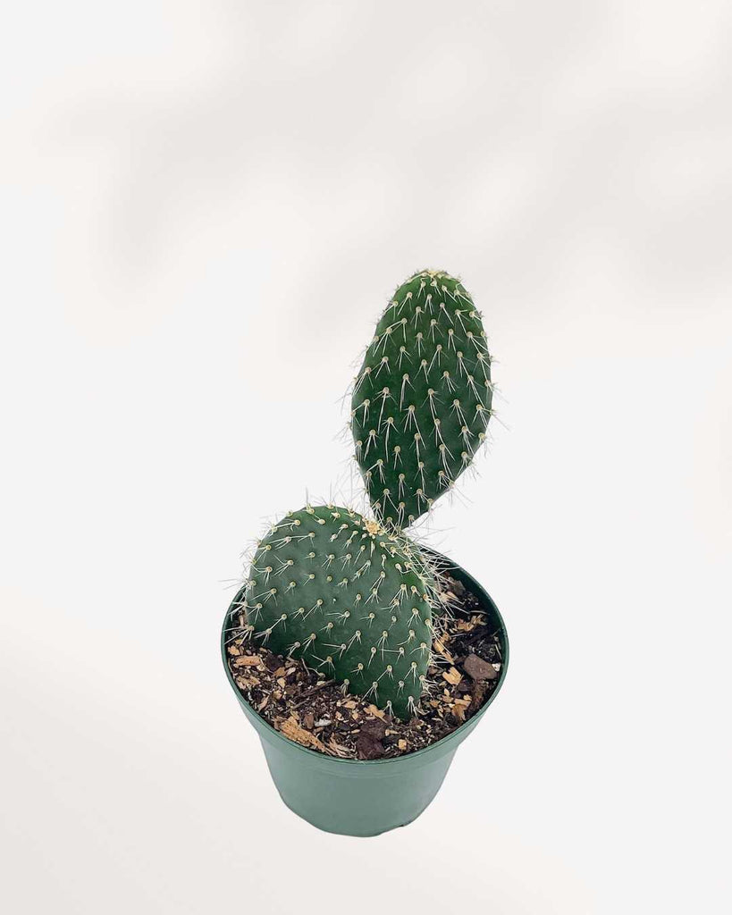 Prickly Pear Cactus 4" Pot - Small