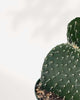 Prickly Pear Cactus