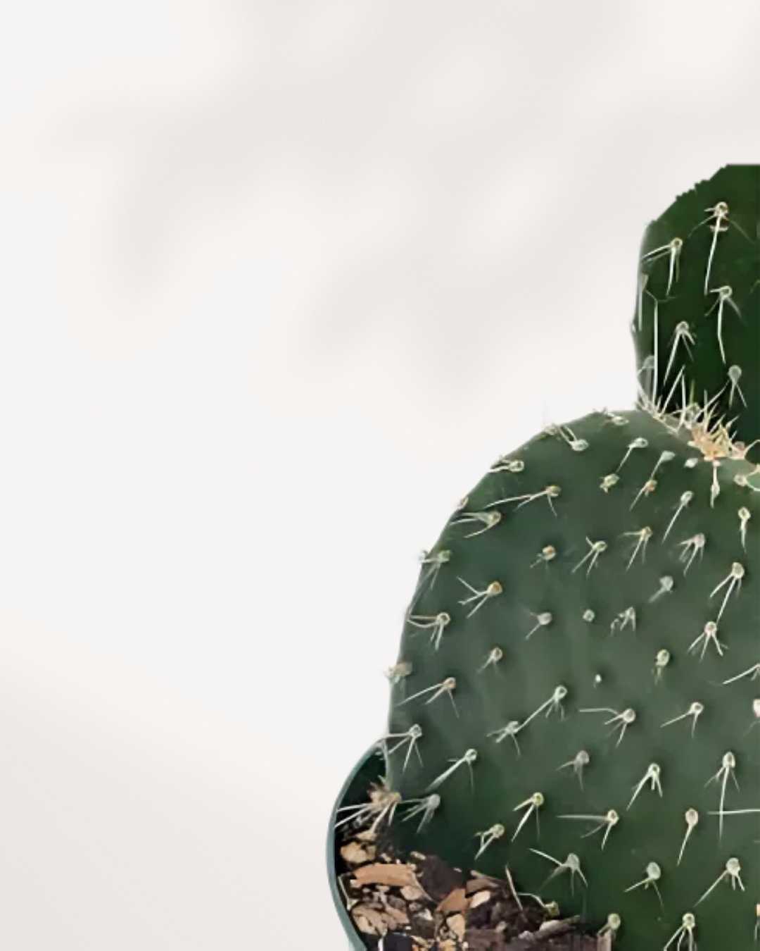 where to buy prickly pear cactus in canada Prickly Pear Cactus | Buy Online | Low Maintenance & Stunning | Mygreenscape