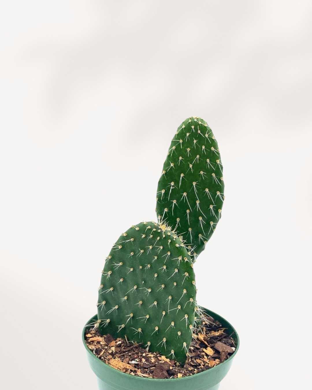 Prickly Pear Cactus | Buy Online