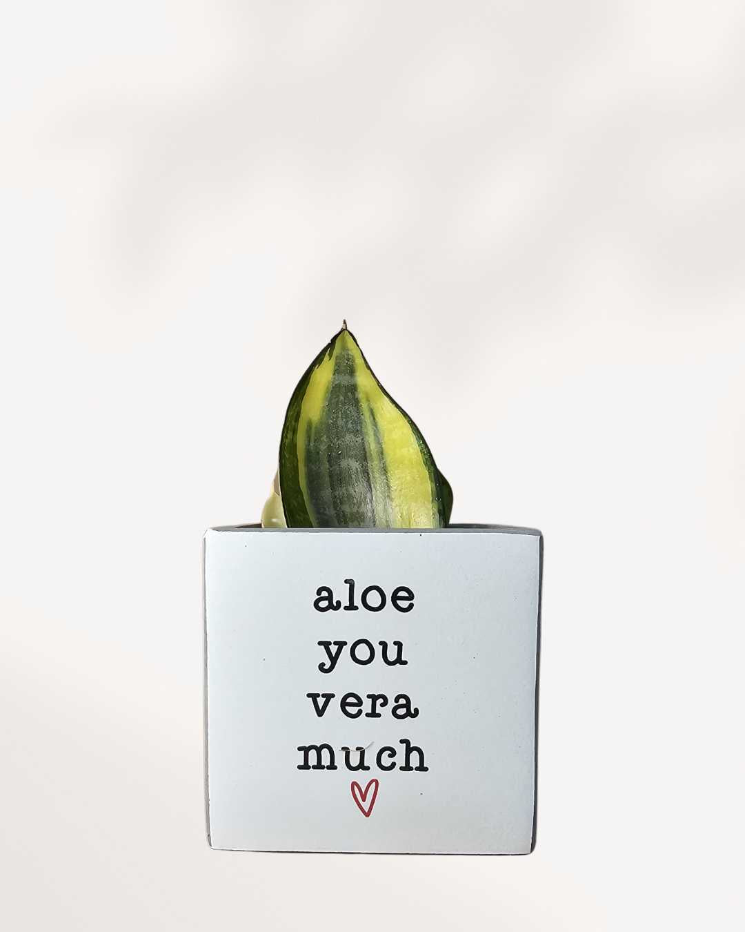 Punny plant pots | Buy Online 