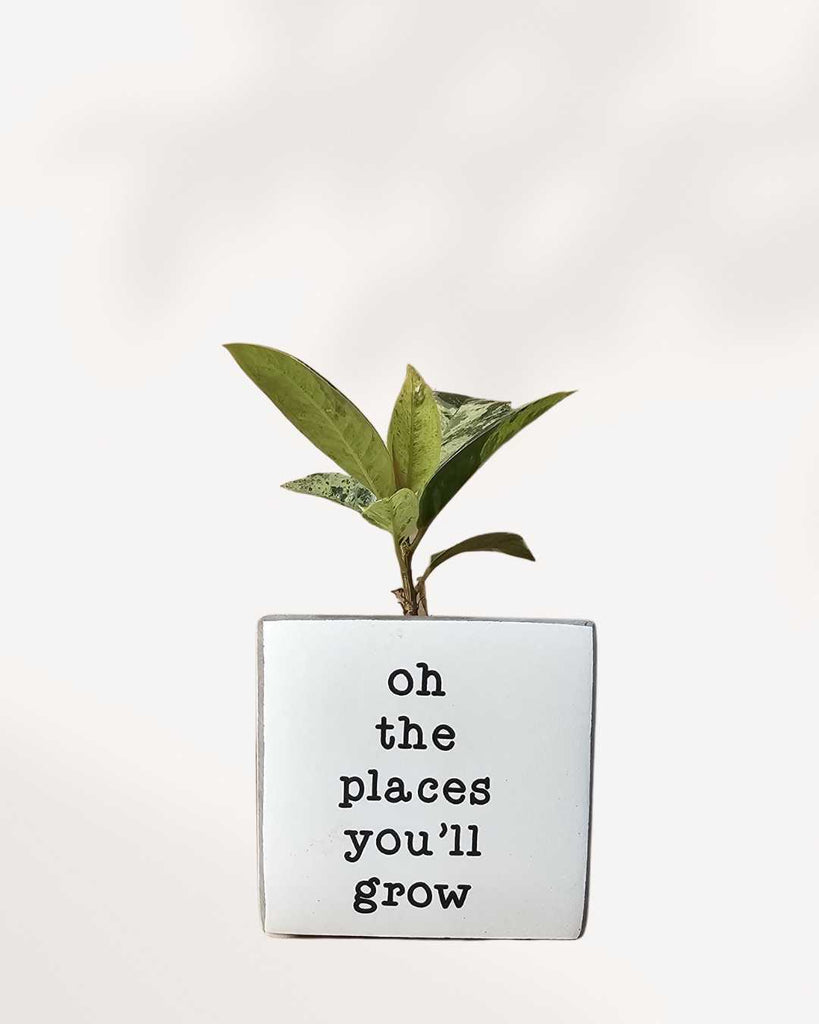 Punny Plant Pots oh the place you will grow