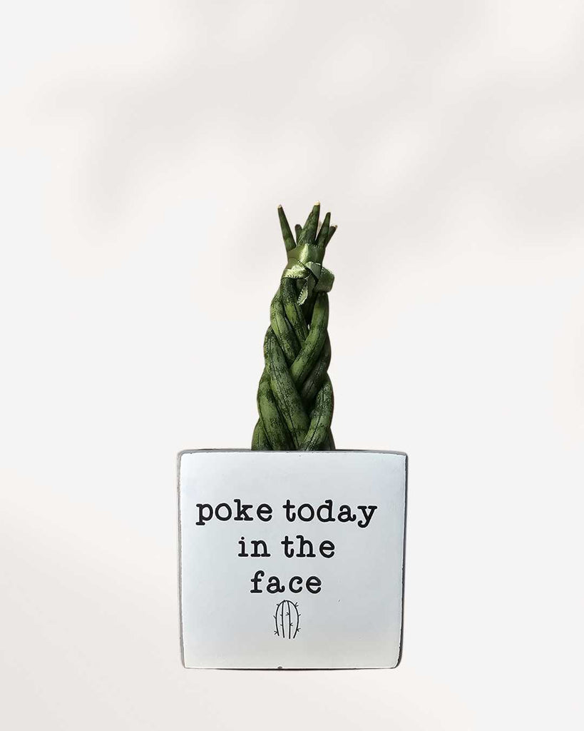 Punny Plant Pots poke today in the face 🌵