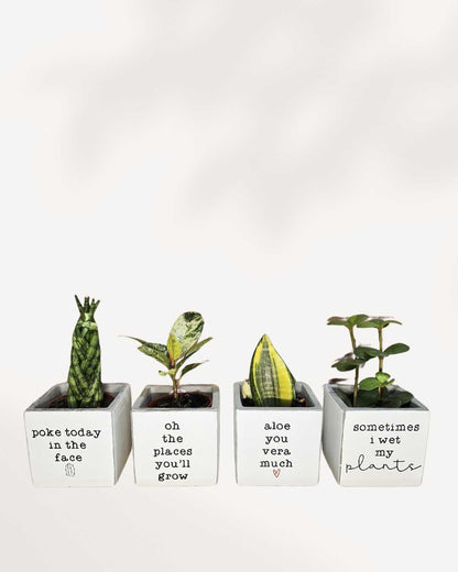 Punny plant pots | Buy Online 