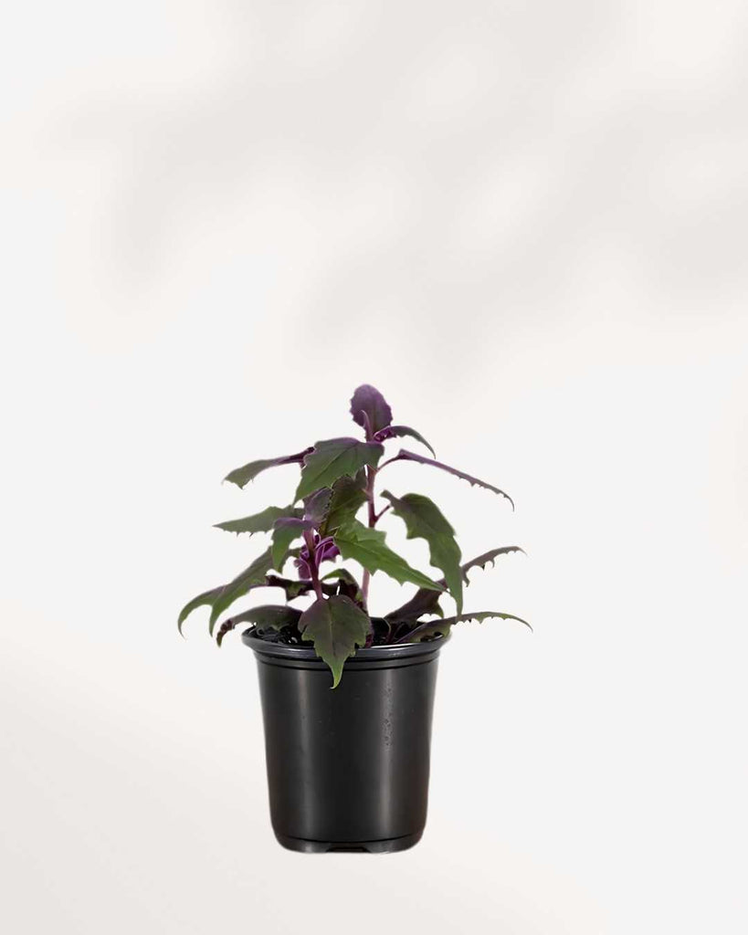 Purple Passion Plant 4" Pot - Small