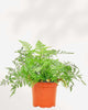 Rabbit Foot Fern 6" Pot - Medium