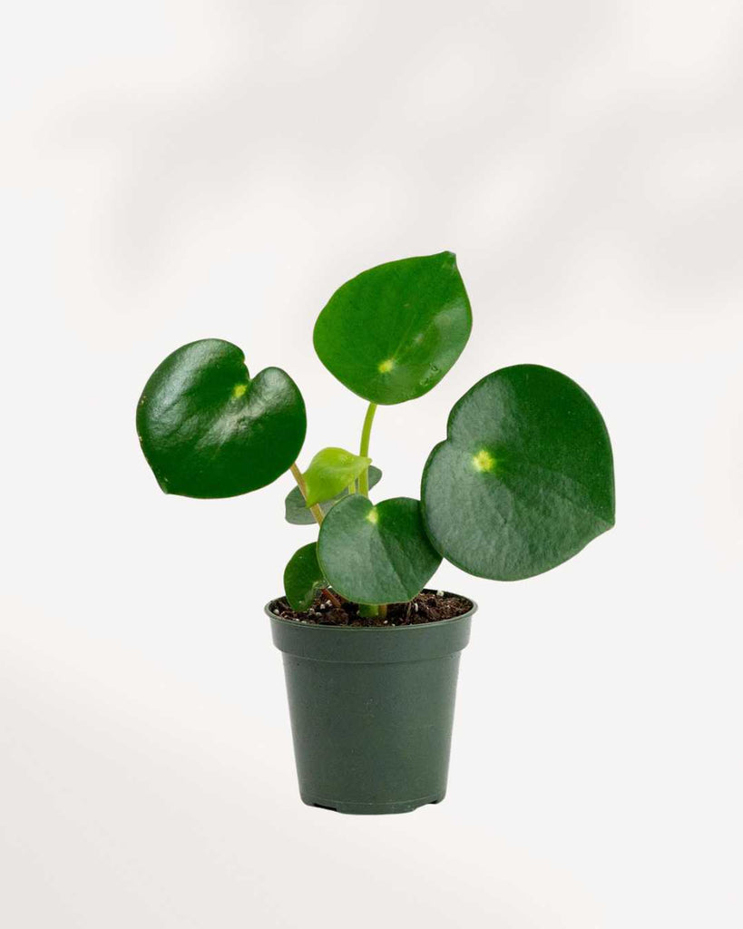 Raindrop Peperomia 3.5" Pot - Small