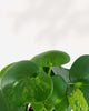 Raindrop Peperomia Variegated
