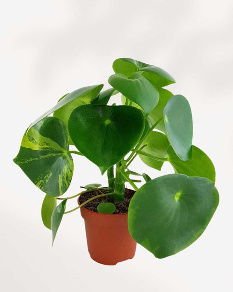 Raindrop Peperomia Variegated | Buy Online | Mygreenscape