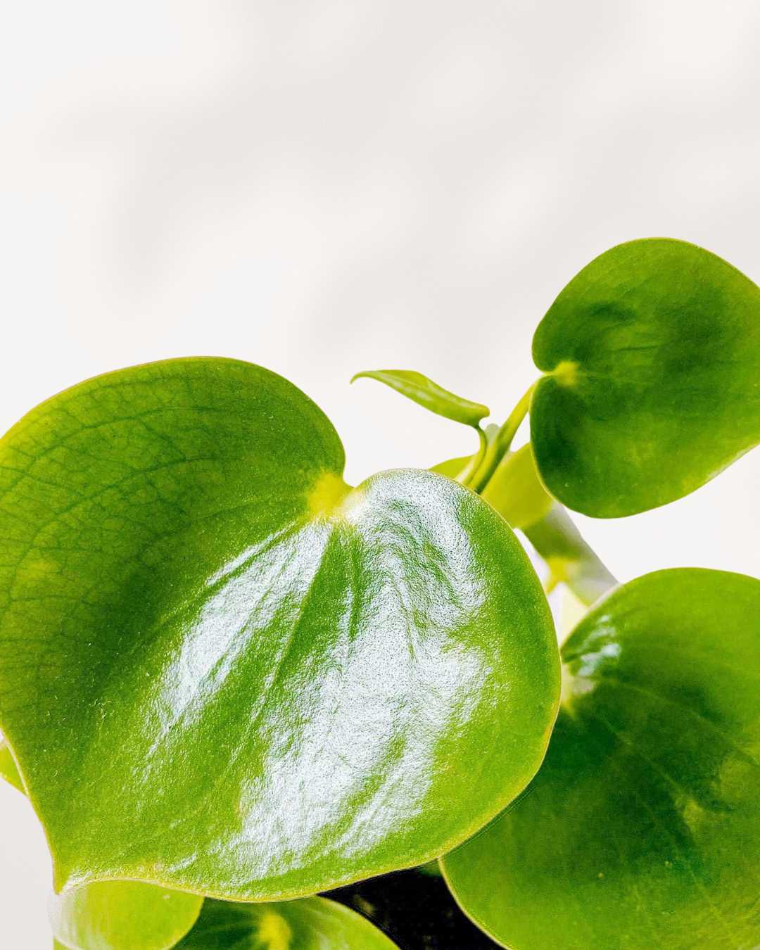 Raindrop Peperomia | Buy Plants Online - Houseplant Delivery & Care 