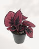Rex Begonia Red Kiss