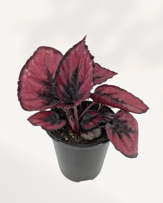 Rex Begonia Red Kiss