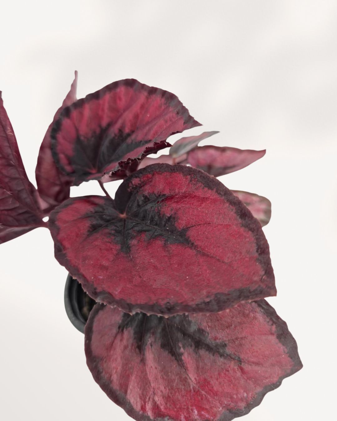 Rex Begonia Red Kiss