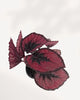 Rex Begonia Red Kiss