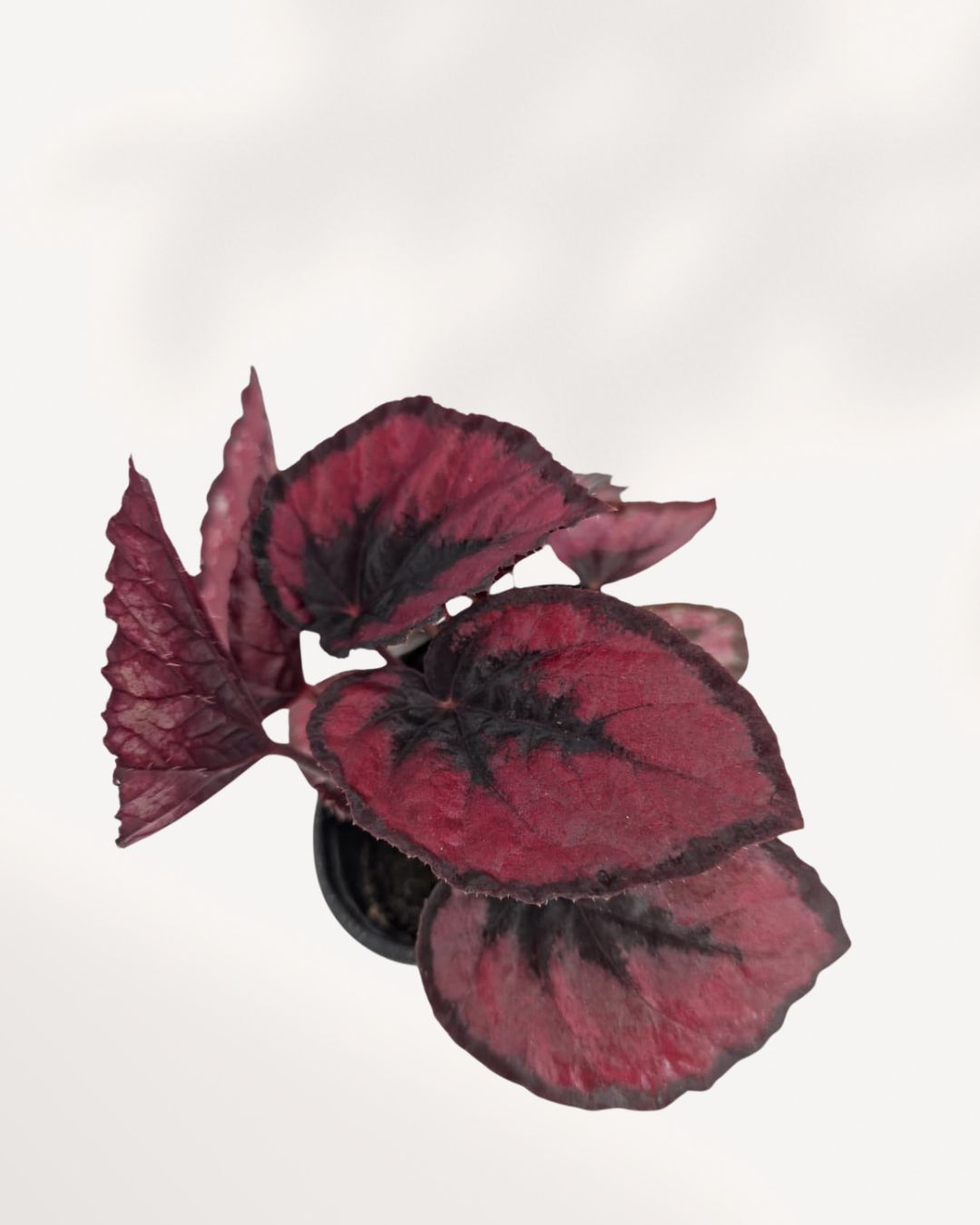 Rex Begonia Red Kiss