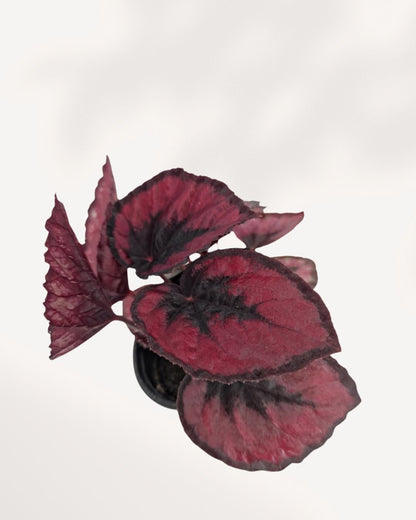 Rex Begonia Red Kiss