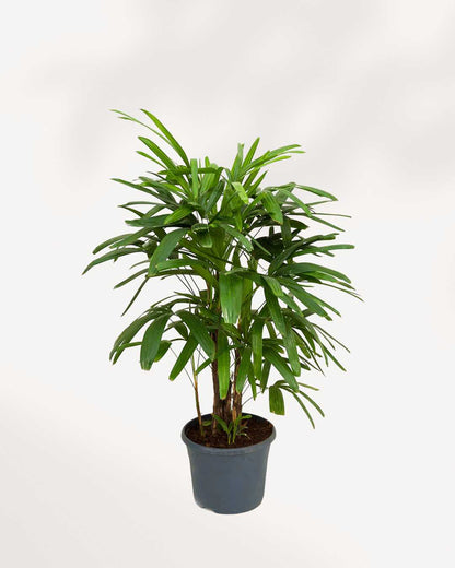 Rhapis Lady Palm | Buy Online