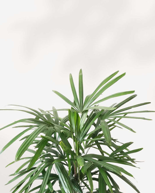 Rhapis Lady Palm | Buy Online