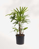Rhapis Lady Palm 10" Pot - Large