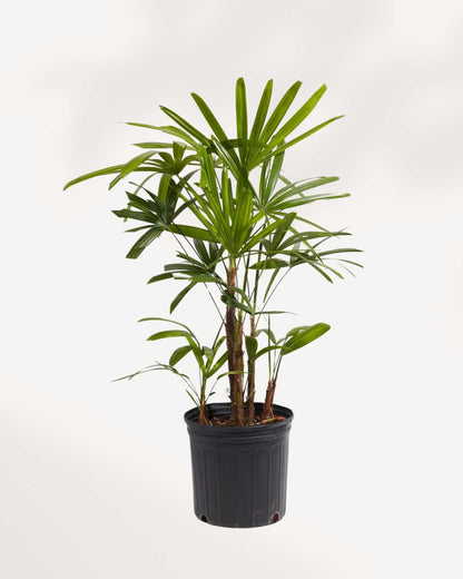 Rhapis Lady Palm | Buy Online