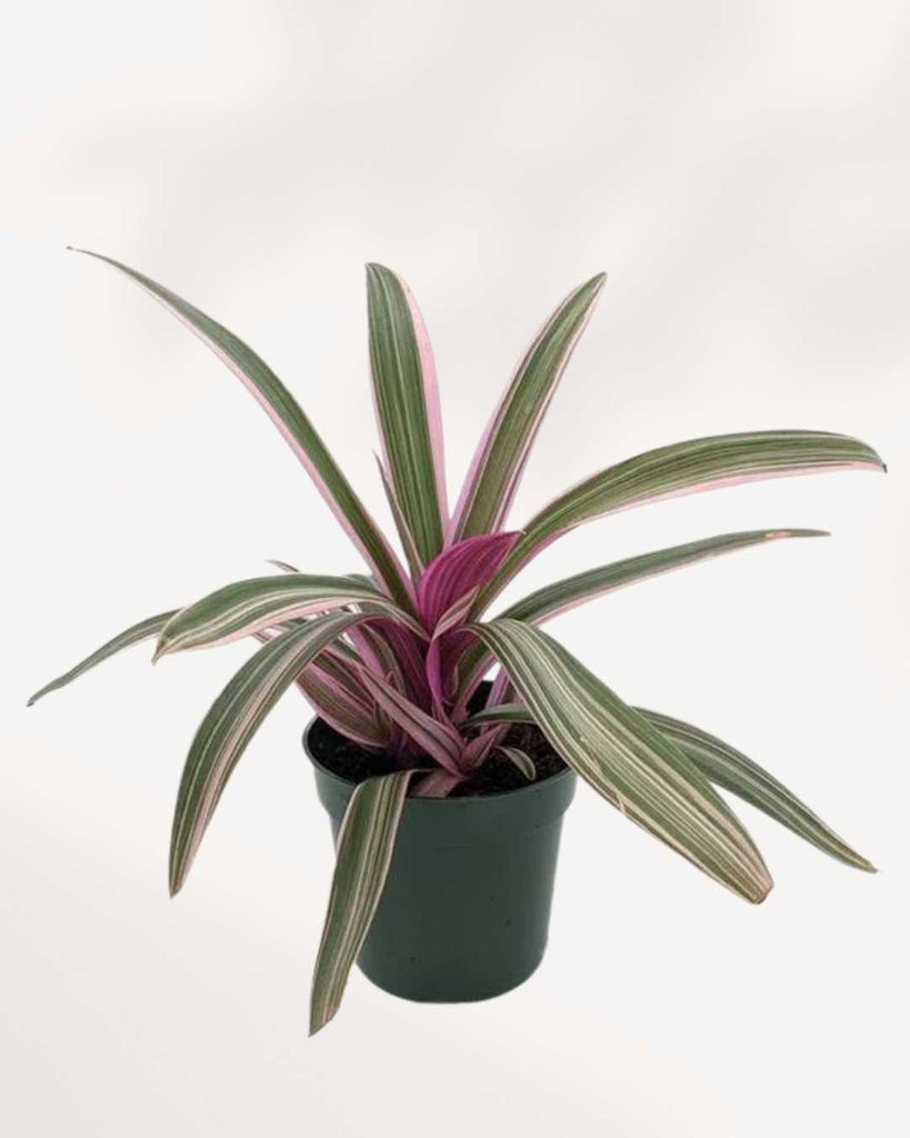 Tradescantia Spathacea 3.5" Pot - Small