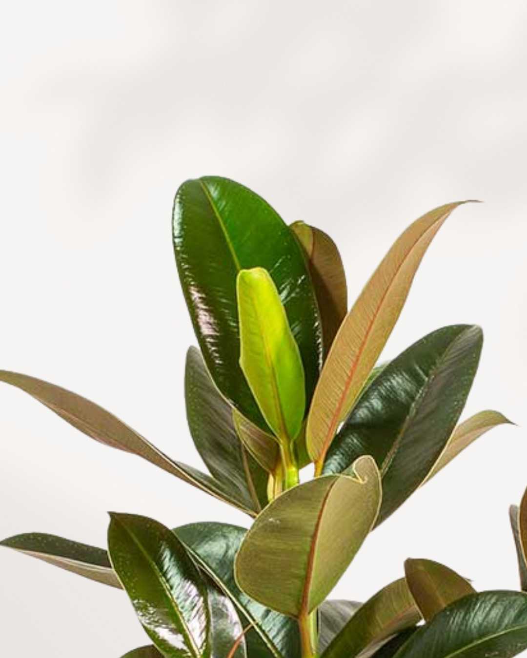 Rubber Plant Melany | Buy Online