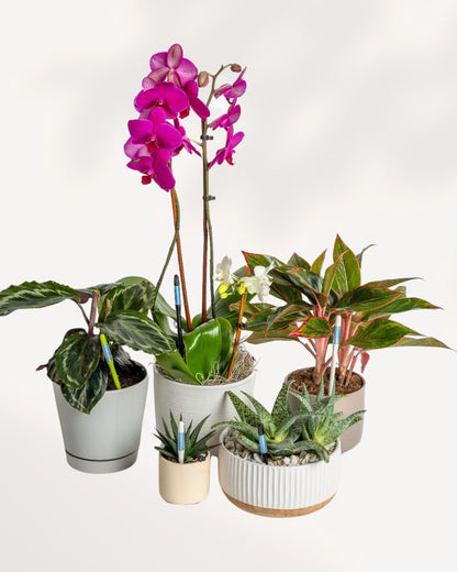 SUStee Soil Moisture Indicators