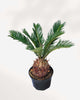 Sago Palm 6" Pot - Medium