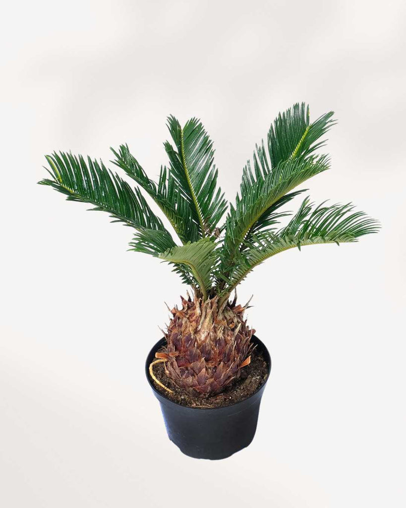 Sago Palm 6" Pot - Medium