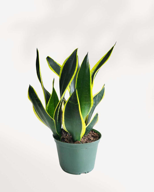 sansevieria la rubia care Sansevieria La Rubia | Buy Online Snake Plant | Mygreenscape
