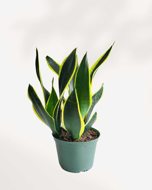 Sansevieria Black Gold | Buy Online