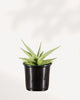 Sansevieria Chanin, front view of compact patterned rosette